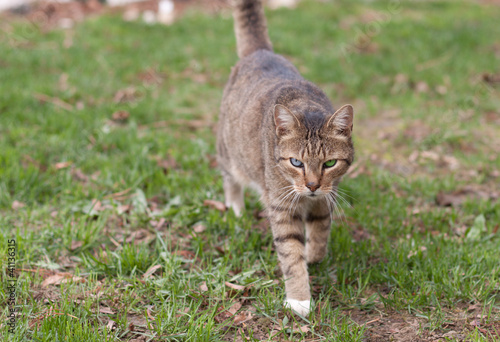 Cat walking