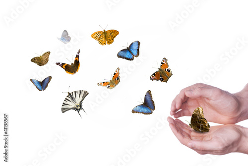 Tableau sur toile pittoresco volo di farfalle