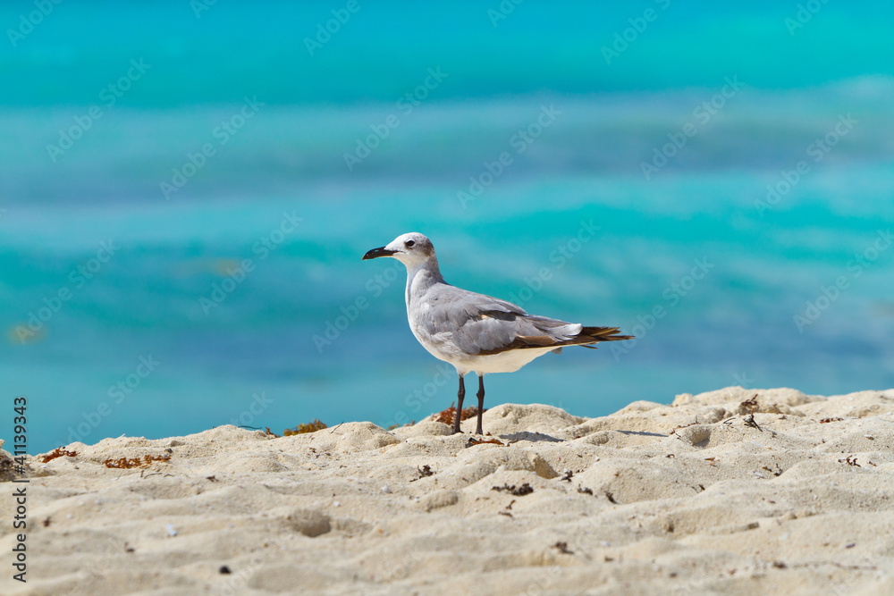 Seagull on the Caribbean beach of Mexico Seagull on the Caribbean beach of Mexico