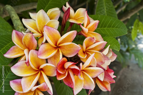 frangipani (plumeria, templetree) flower