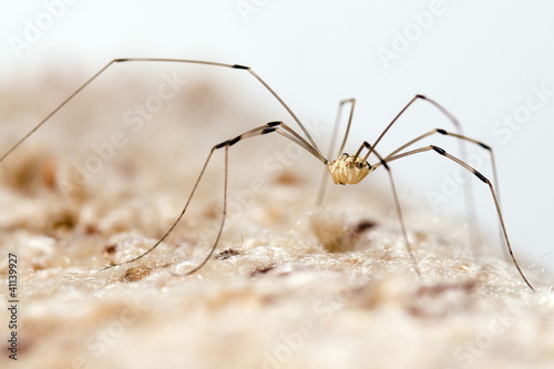 Granddaddy longlegs spider © Robert Hainer