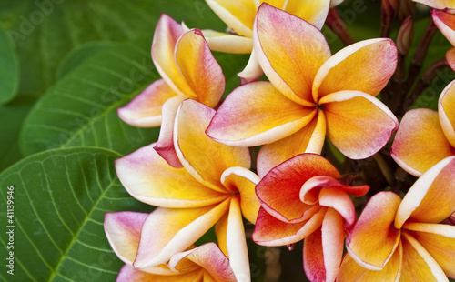 frangipani (plumeria, templetree) flower