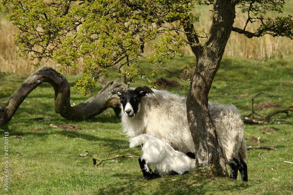 Fototapeta premium ewe feeding little lamb