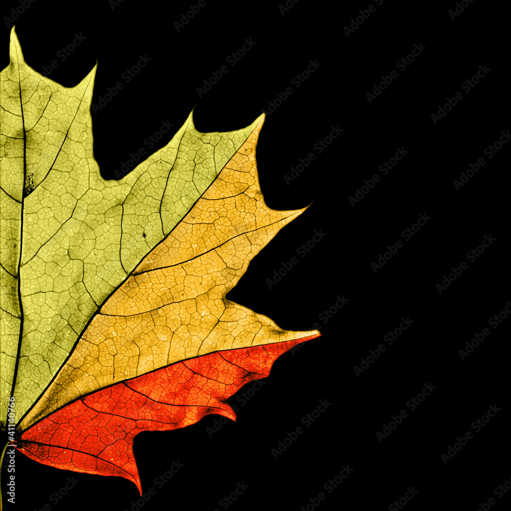 Maple leaf showing different seasons by colors Maple leaf showing different seasons by colors