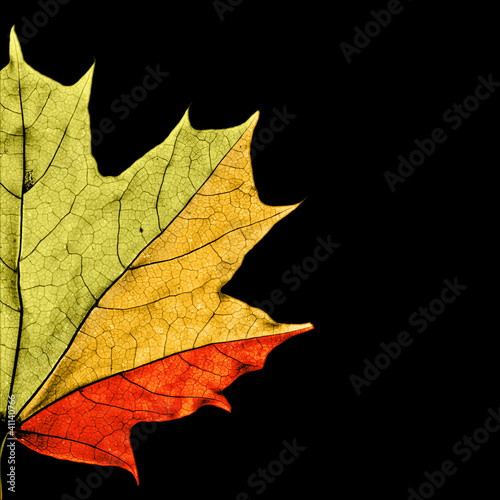 Maple leaf showing different seasons by colors