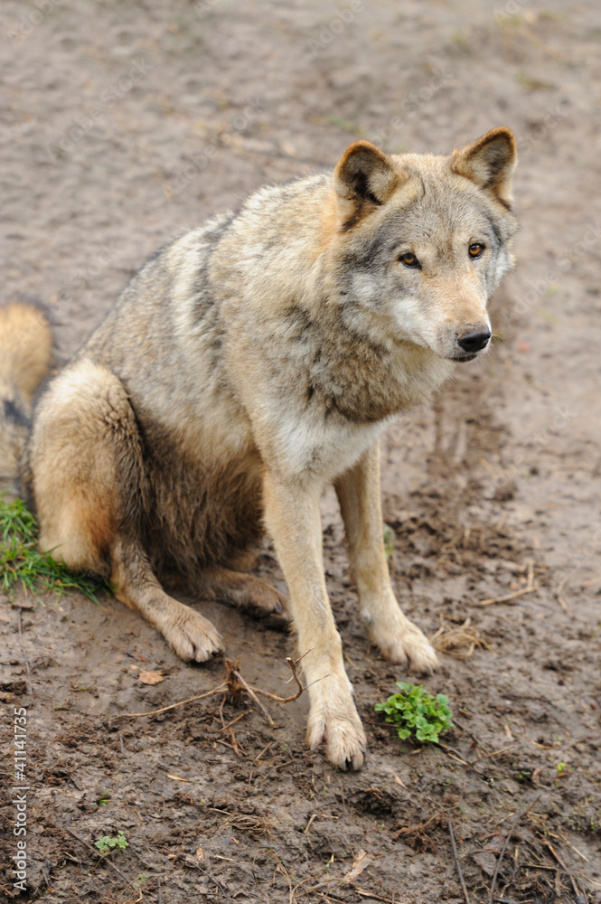 Obraz premium Timber Wolf (Canis lupus)