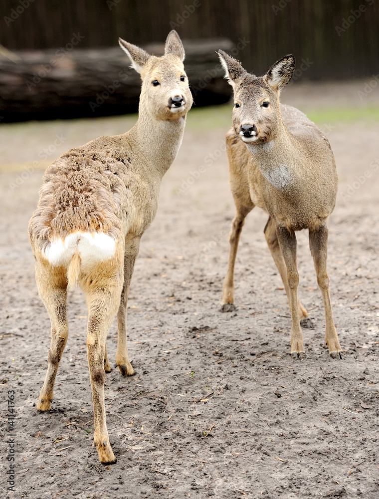 Young deer Young deer