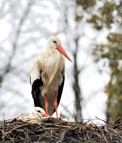 White stork photo