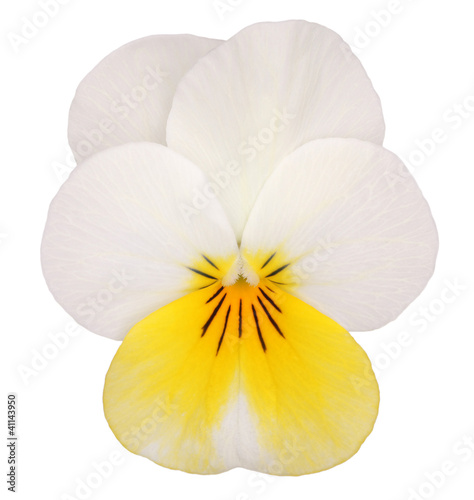 white yellow pansy isolated on white background