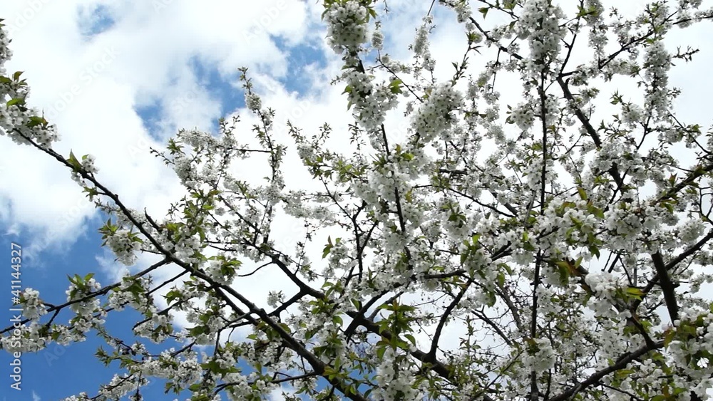 Cherry blossom