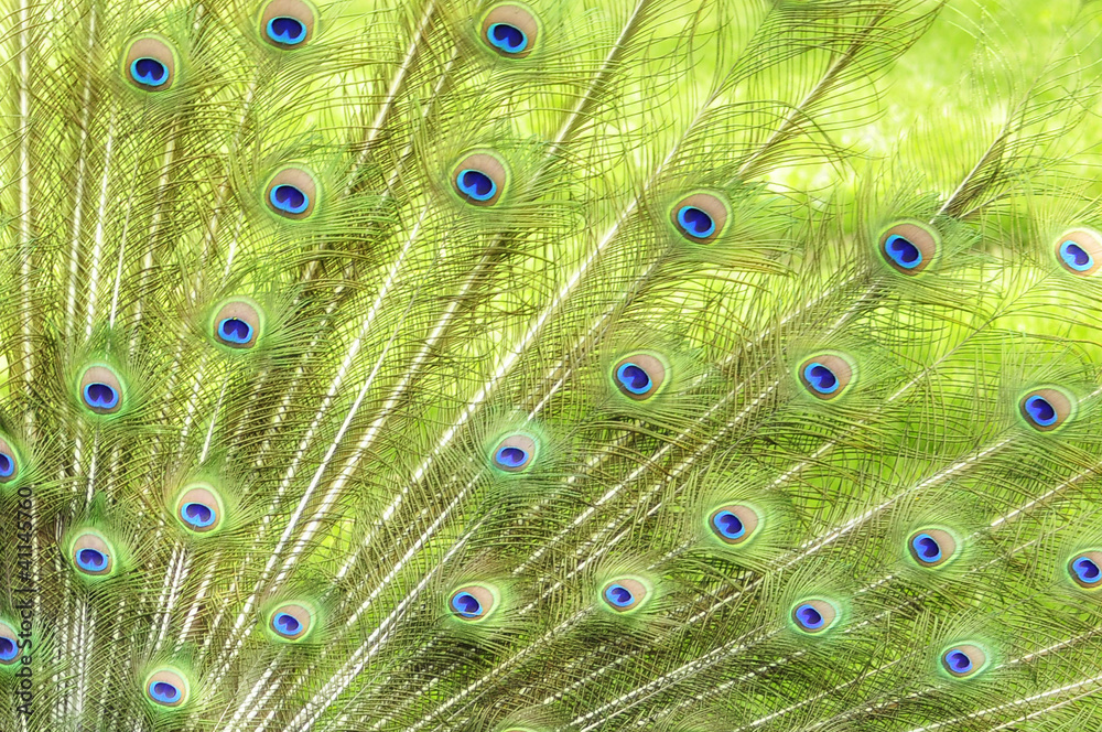 Obraz premium Peacock Feathers
