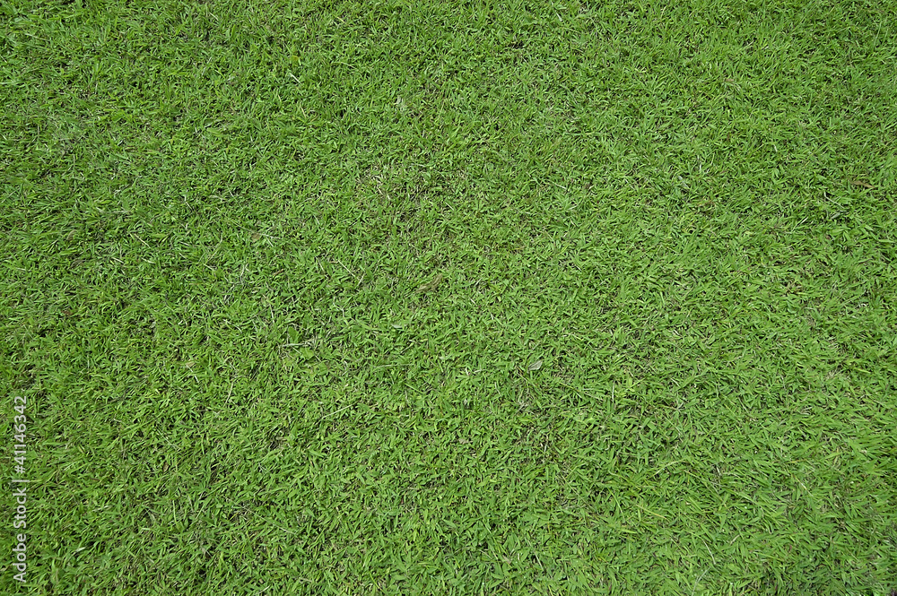 Obraz premium grass