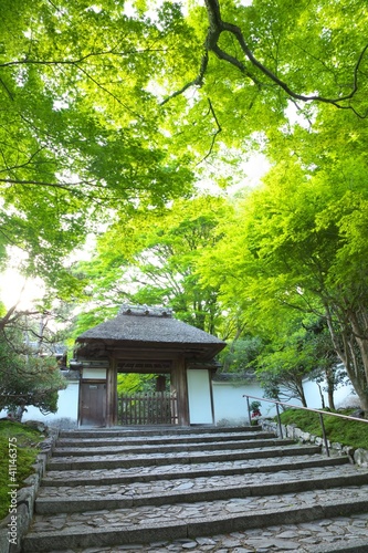 新緑の安楽寺 © 安ちゃん