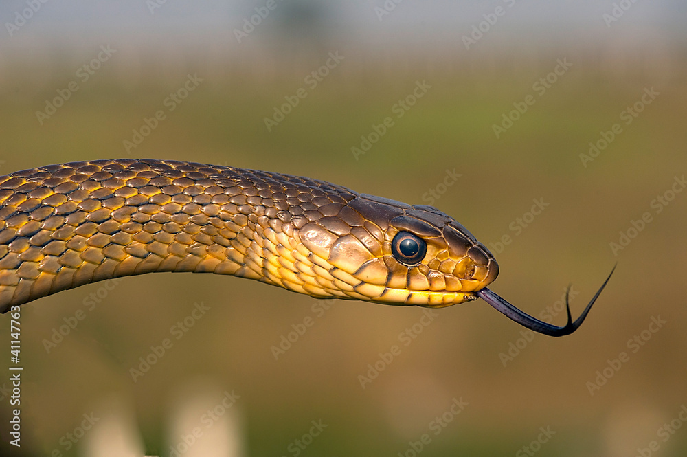 Obraz premium Rat Snake