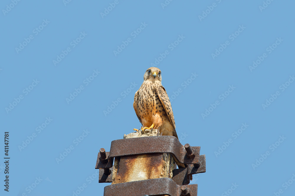 Obraz premium Common Kestrel