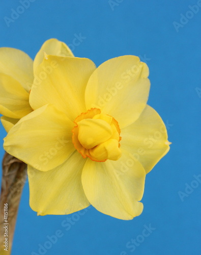Daffodil