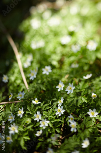 spring flowers