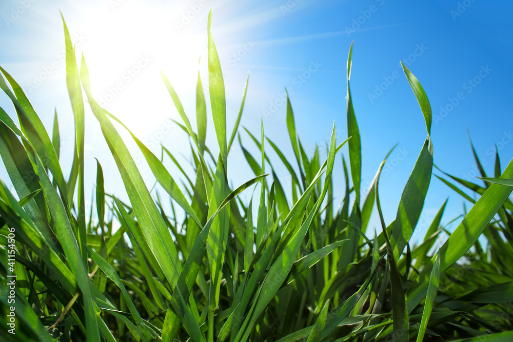 Obraz premium Green grass and blue sky with sun