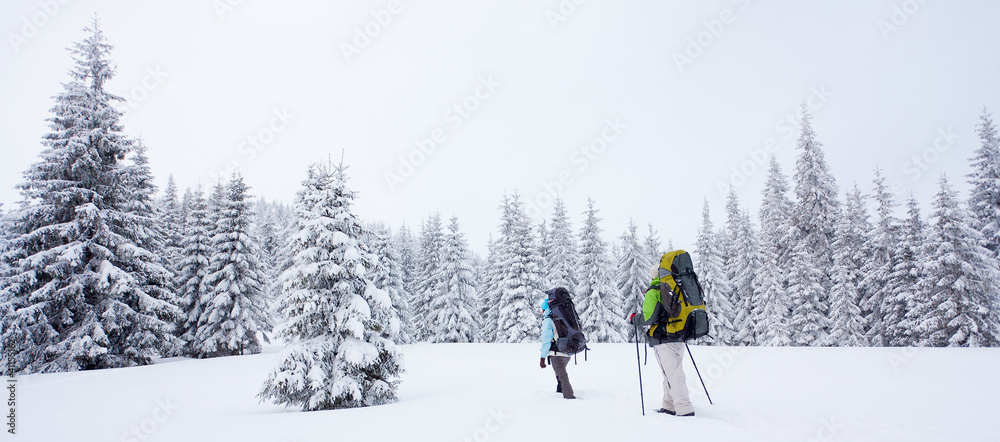 Hiker in the winter forest
