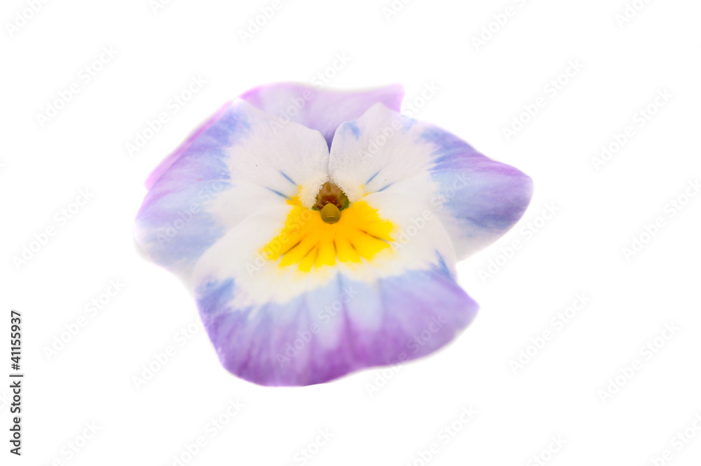 pansy isolated