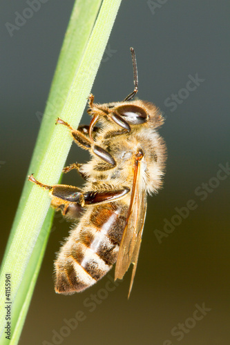 common honey bee resting on grass / Apis mellifera photo