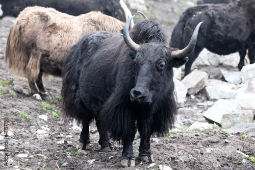 Yaks in Himalyas