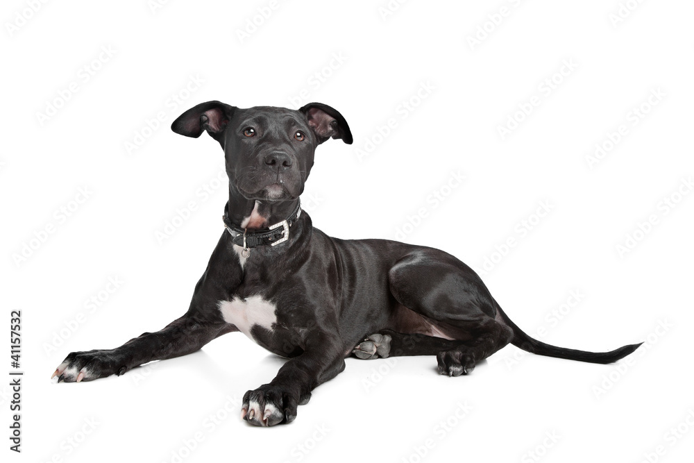 Staffordshire bull terrier puppy Staffordshire bull terrier puppy
