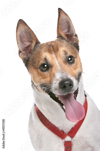 Jack Russel Terrier © Erik Lam