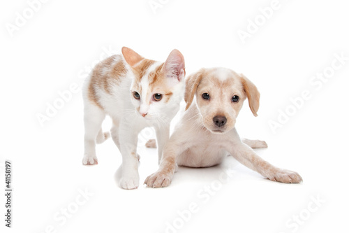 Fototapeta Naklejka Na Ścianę i Meble -  Puppy and kitten