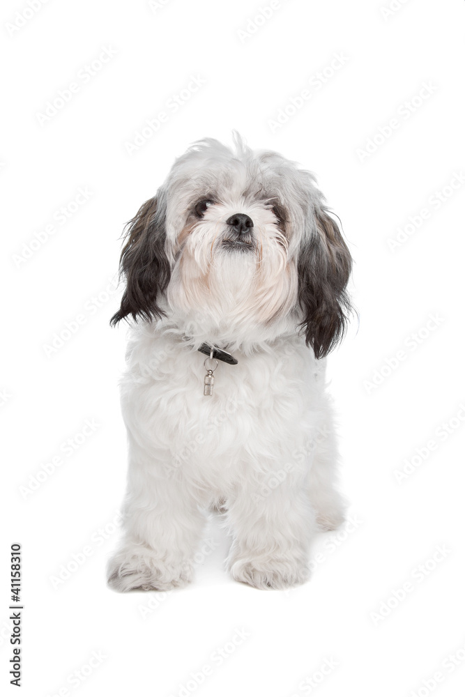 Boomer dog Boomer dog