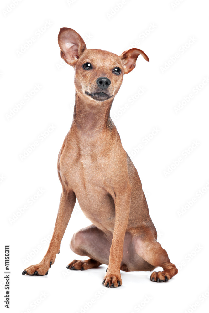Miniature Pinscher Miniature Pinscher