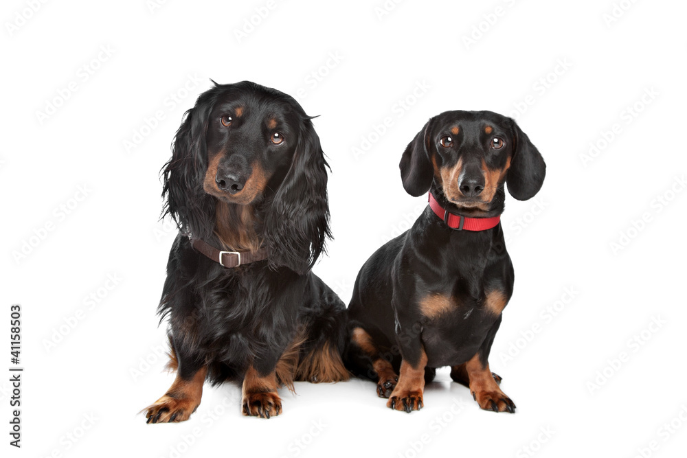 long-haired and smooth dachshund