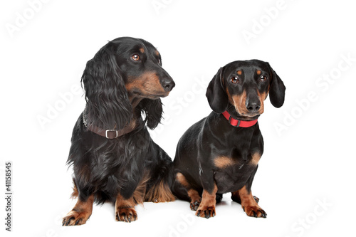 long-haired and smooth dachshund