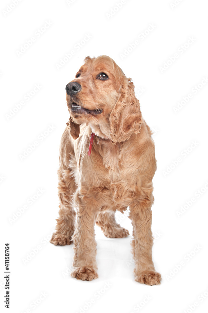 Brown cocker spaniel dog