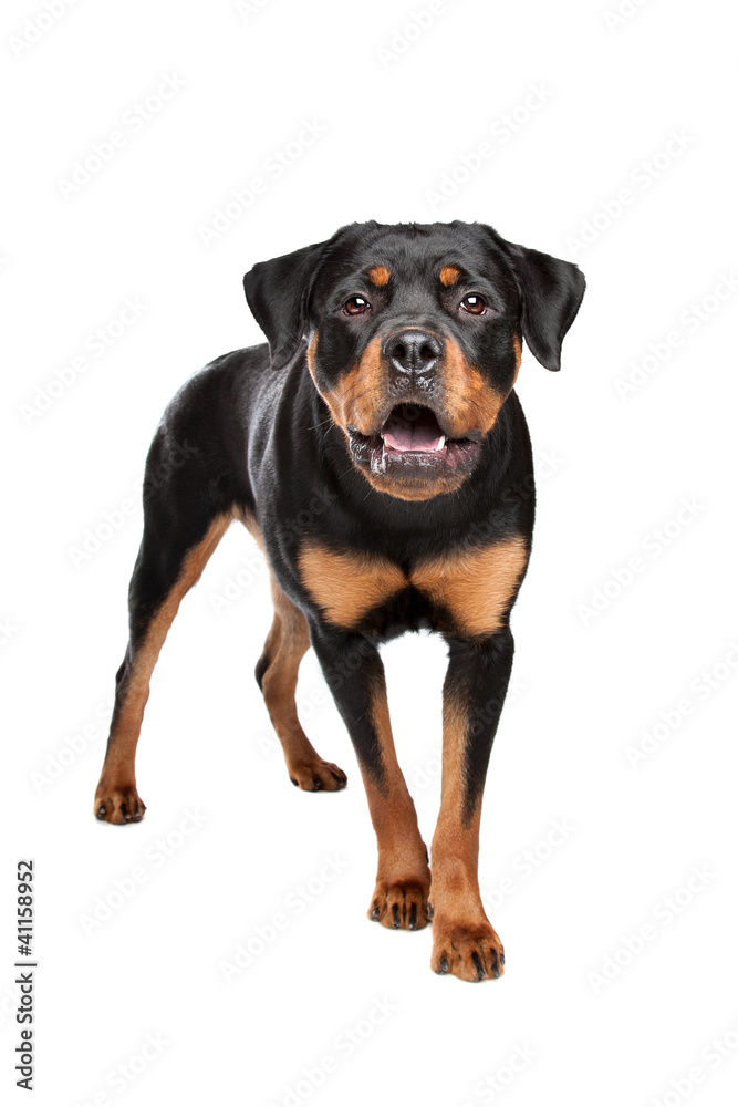 Rottweiler