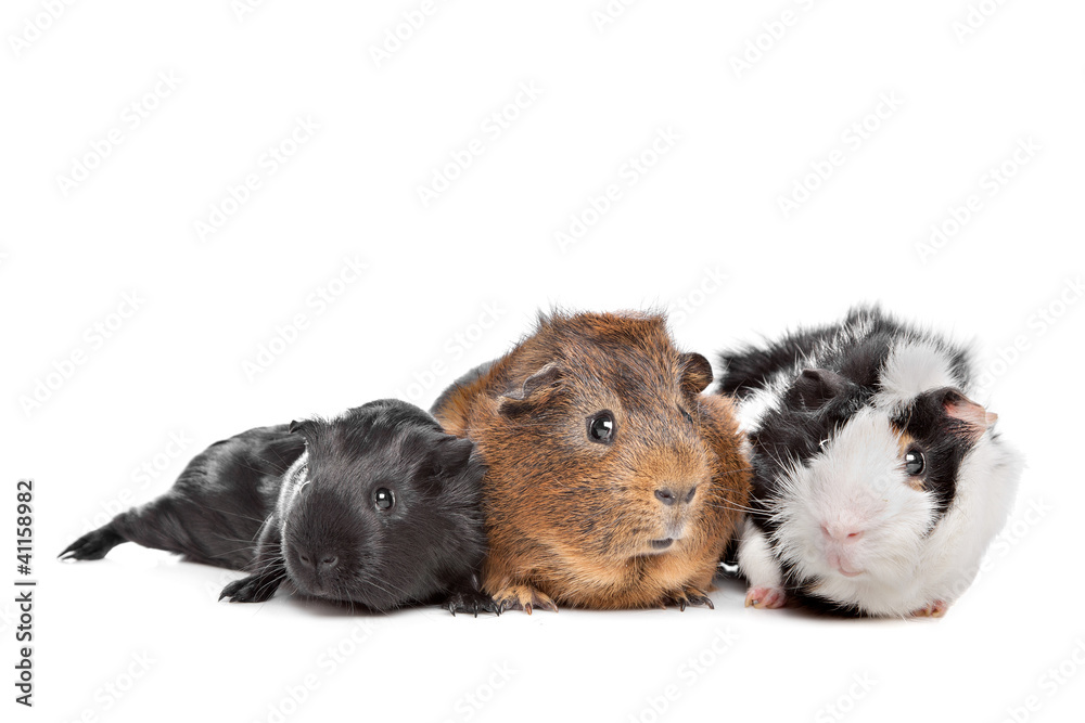 Fototapeta premium three Guinea pigs