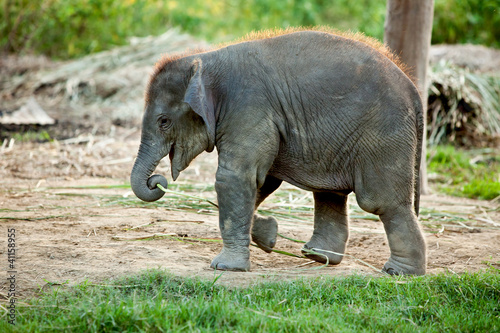 Baby elephant