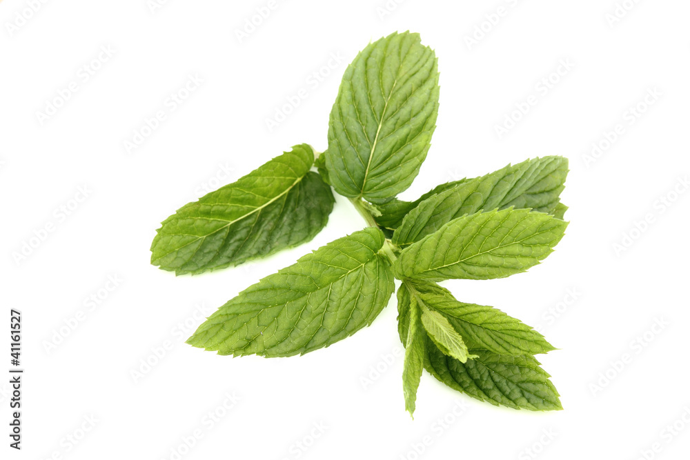 Green Mint Green Mint