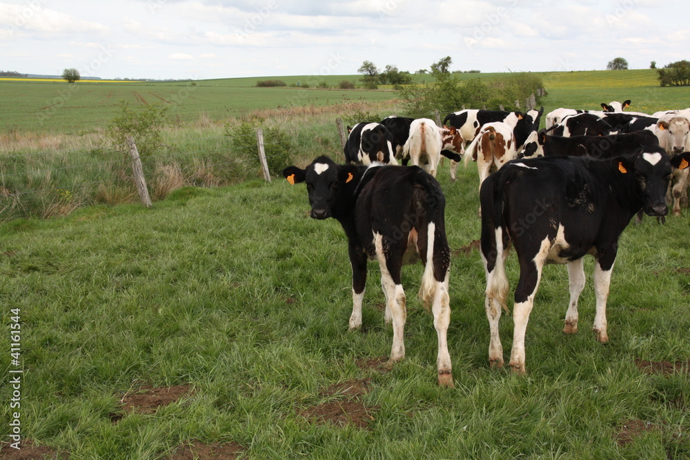 Vache noire et blanche dans un pré, troupeau de vaches Vache noire et blanche dans un pré, troupeau de vaches