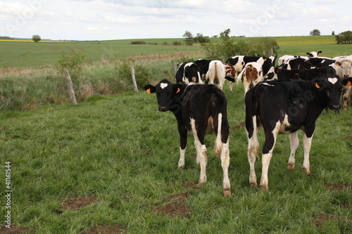 Vache noire et blanche dans un pré, troupeau de vaches photo