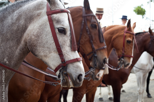Horses with spanish headstalls in Seville, Spain