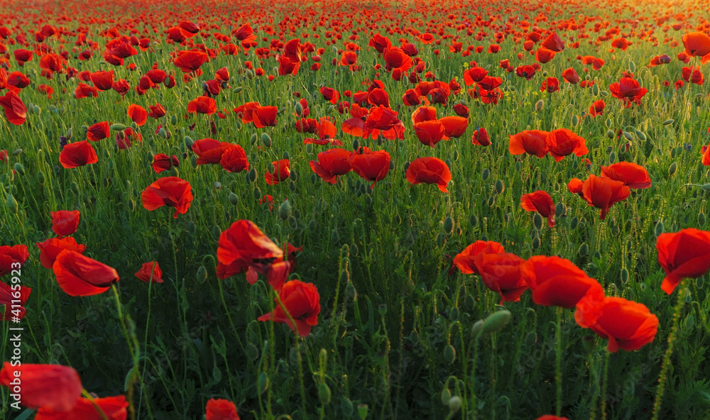 Fototapeta premium Pole maku w świetle słońca