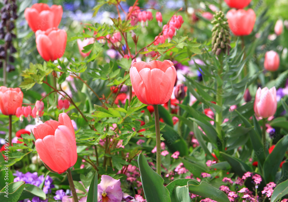 Tulpenbeet Tulpenbeet