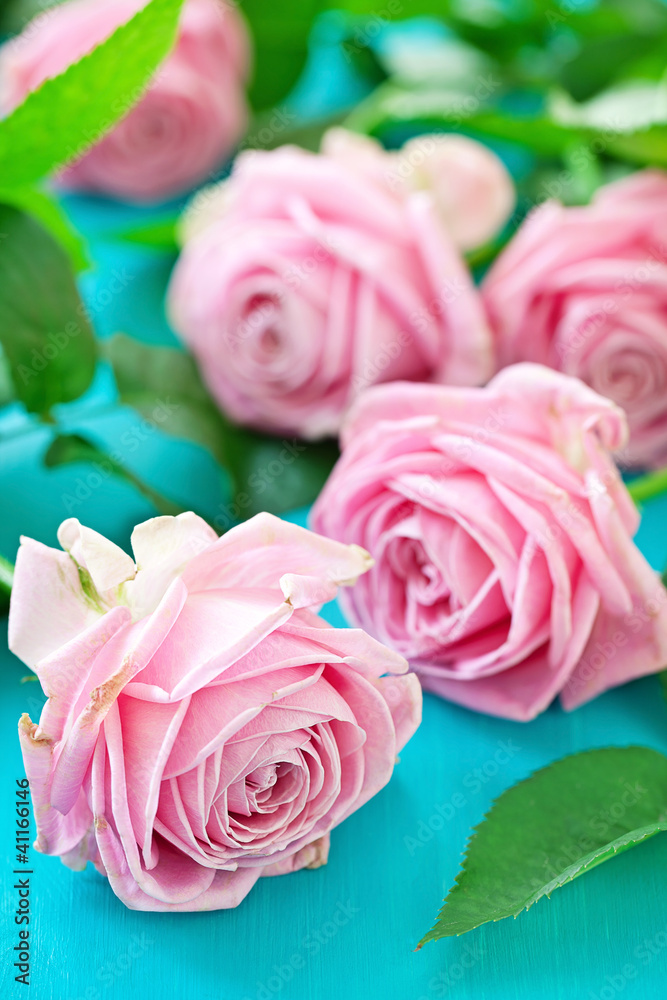 Beautiful pink roses on a blue background Beautiful pink roses on a blue background