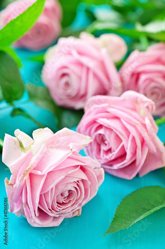 Beautiful pink roses on a blue background
