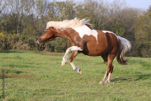 Cabriole d'un poney