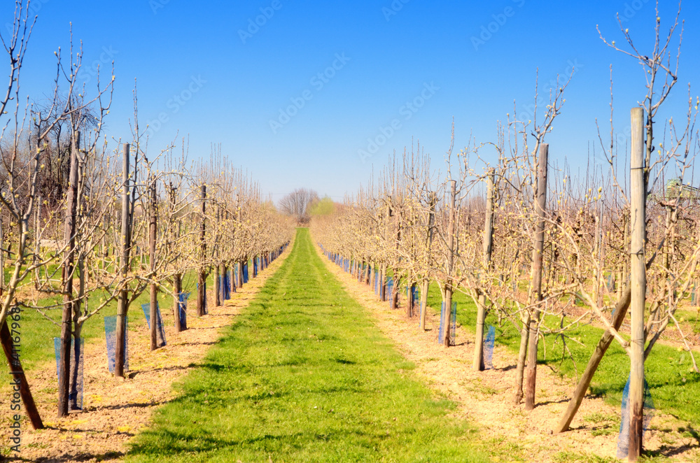 Obraz premium Obststöcke an Sommertag