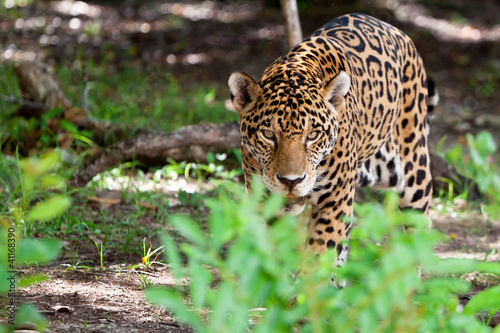 Jaguar in wildlife park of Jucatan in Mexico