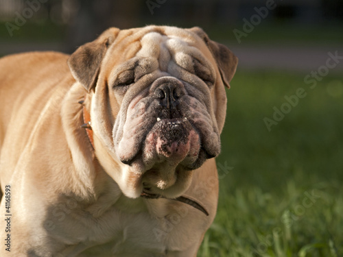 bulldog © Henryk Olszewski