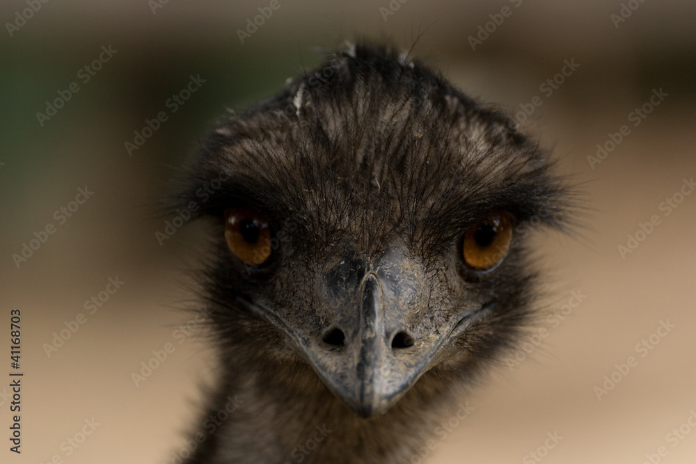 Emu front view Emu front view